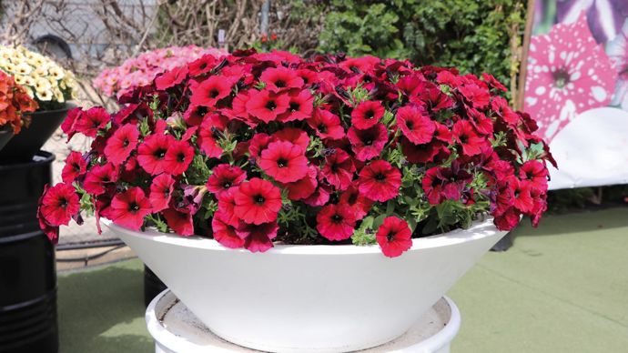 Petunia x calibrachoa BEAUTICAL® Bordeaux (Graines Voltz).